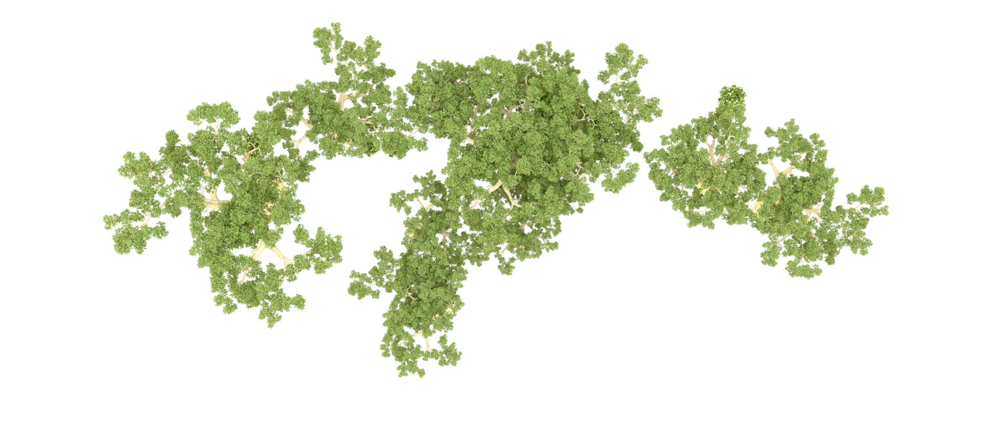 Green forest isolated on background. 3d rendering - illustration png