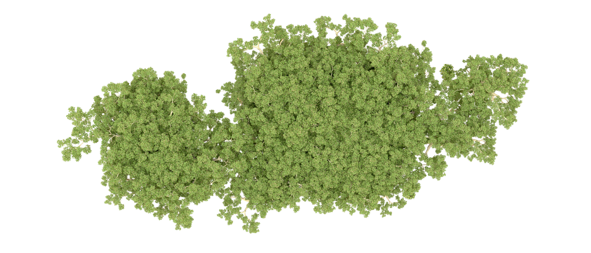 Green forest isolated on background. 3d rendering - illustration png