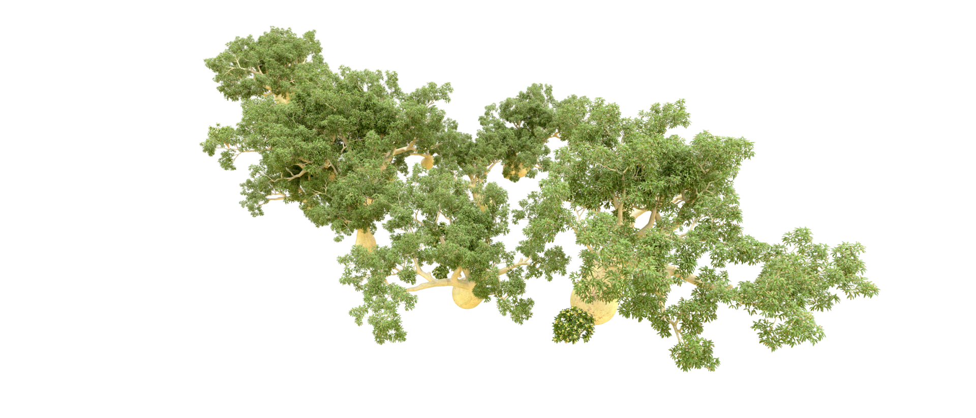 verde foresta isolato su sfondo. 3d interpretazione - illustrazione png