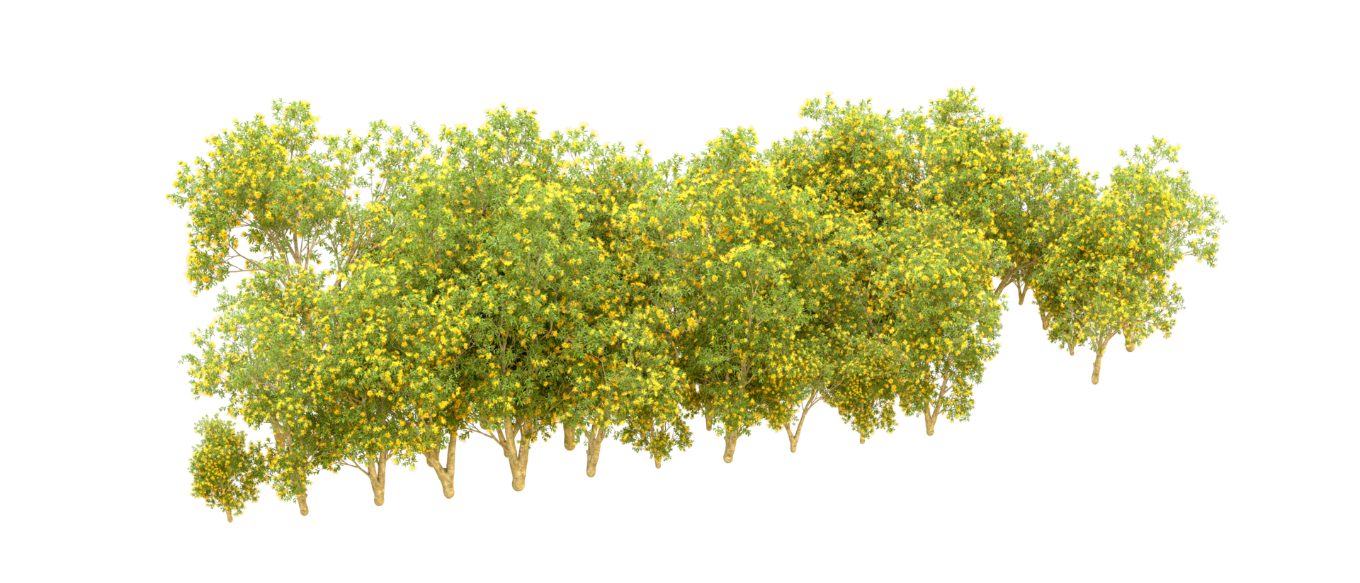 Green forest isolated on background. 3d rendering - illustration png