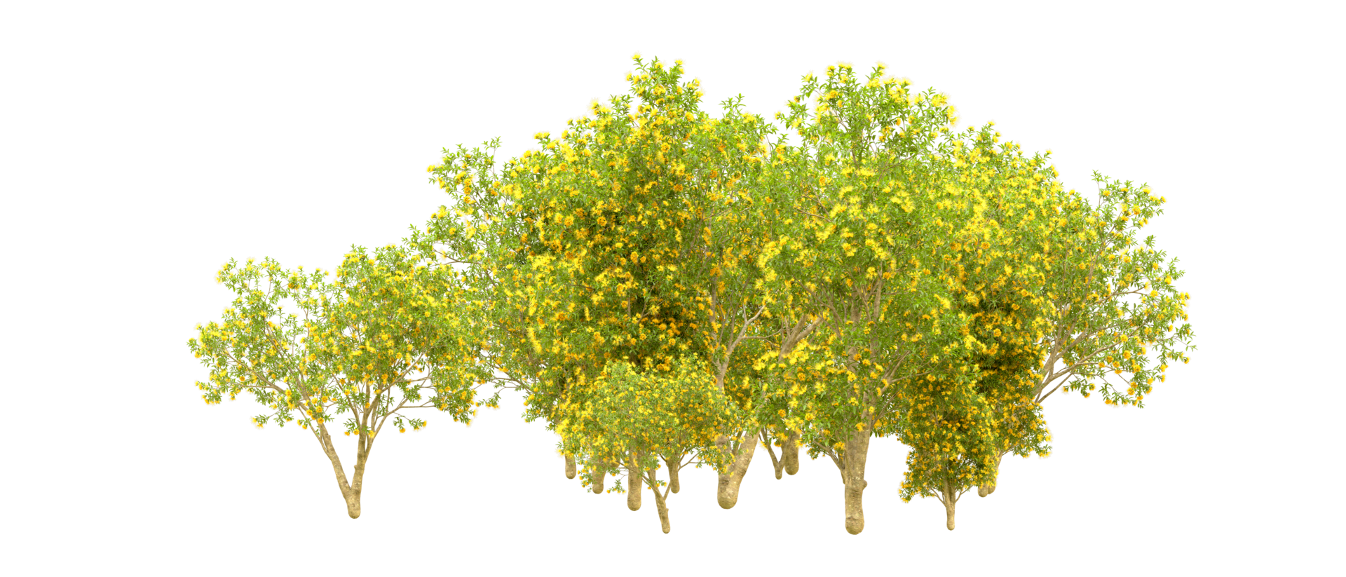 Green forest isolated on background. 3d rendering - illustration png