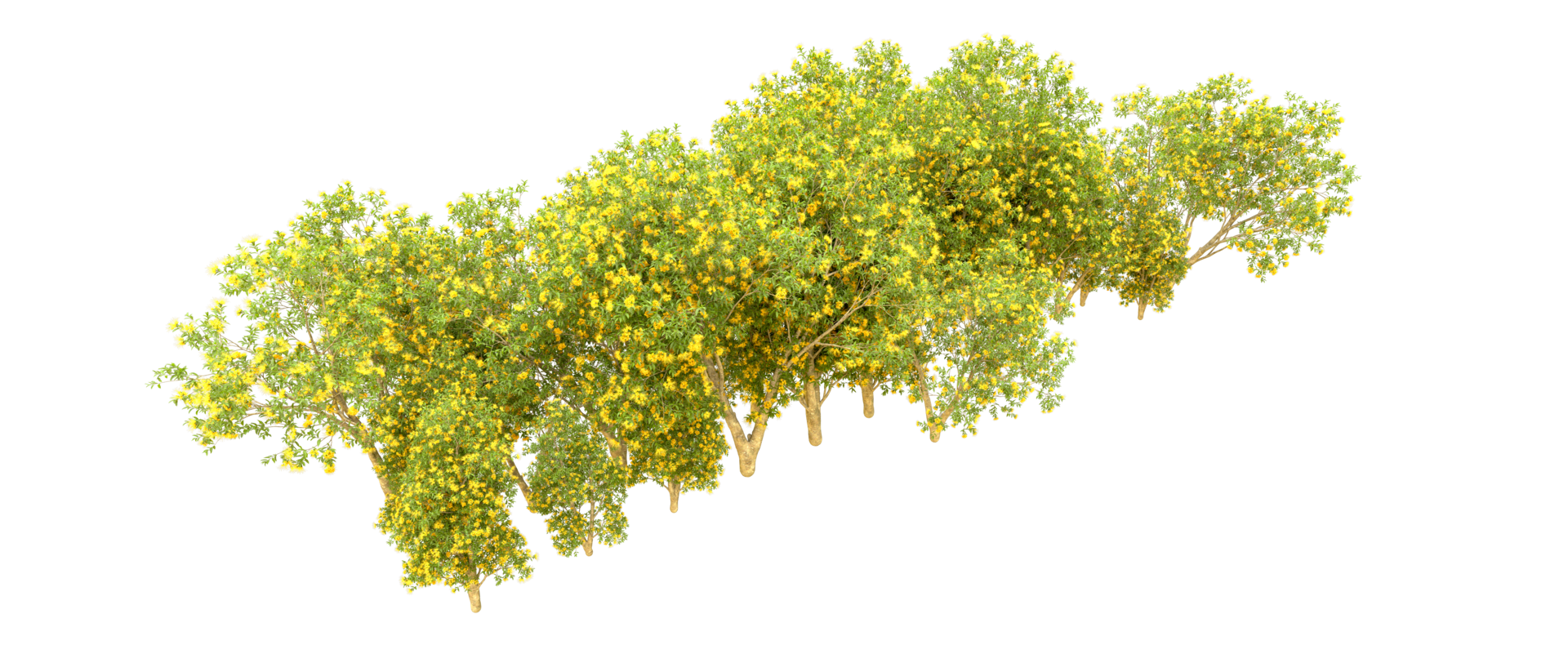 Green forest isolated on background. 3d rendering - illustration png