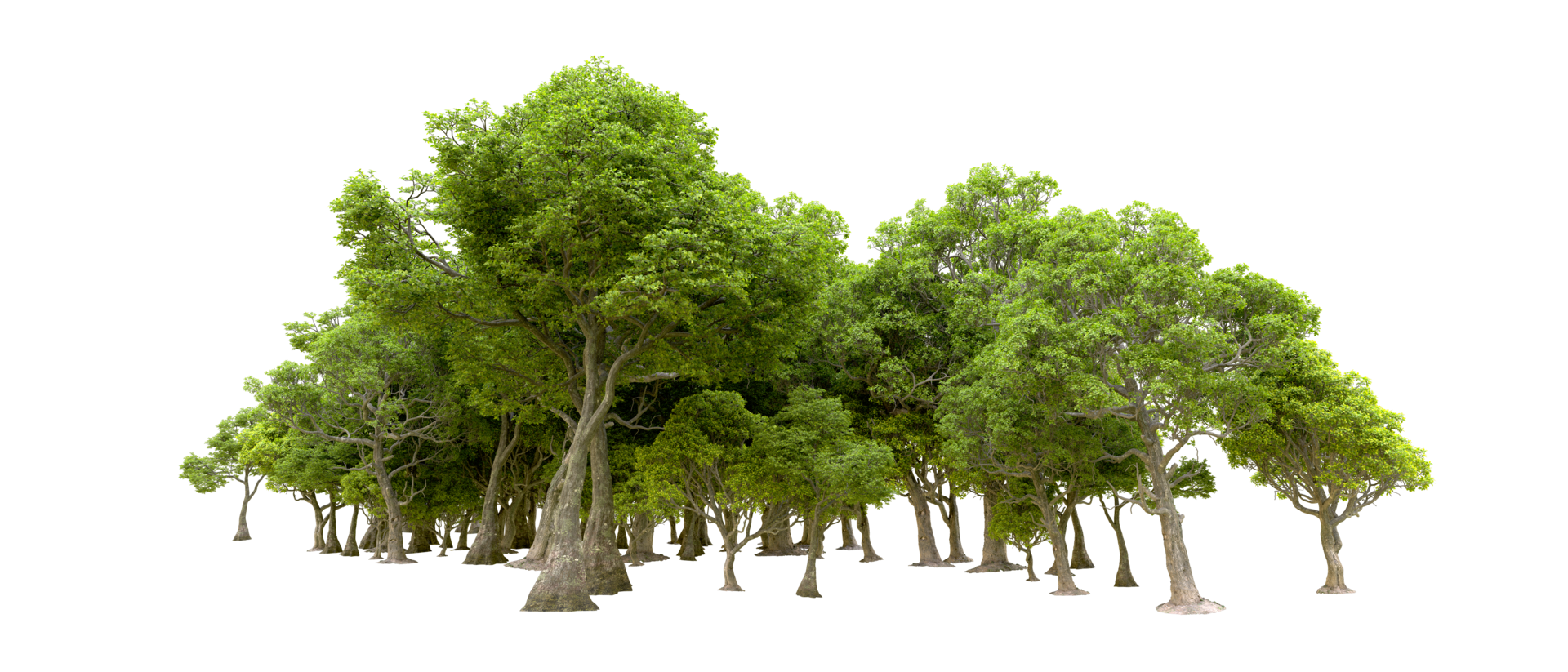 Green forest isolated on background. 3d rendering - illustration png