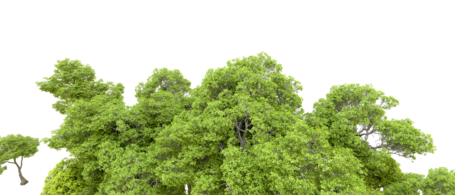 Green forest isolated on background. 3d rendering - illustration png