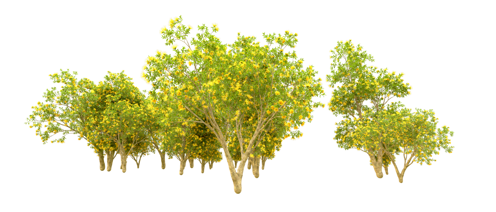 Green forest isolated on background. 3d rendering - illustration png