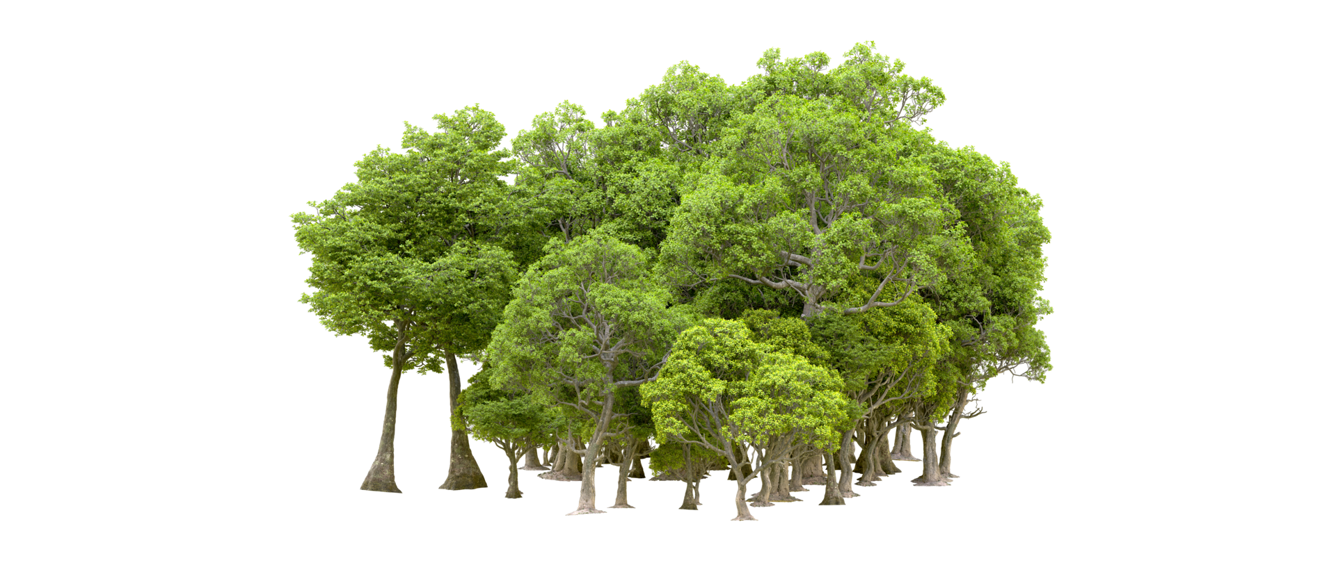Green forest isolated on background. 3d rendering - illustration png