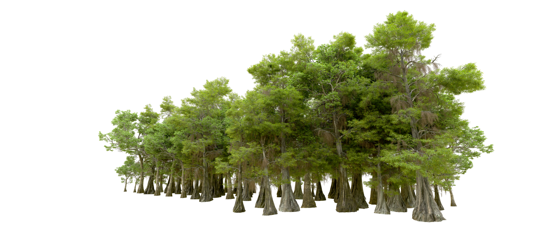 Green forest isolated on background. 3d rendering - illustration png