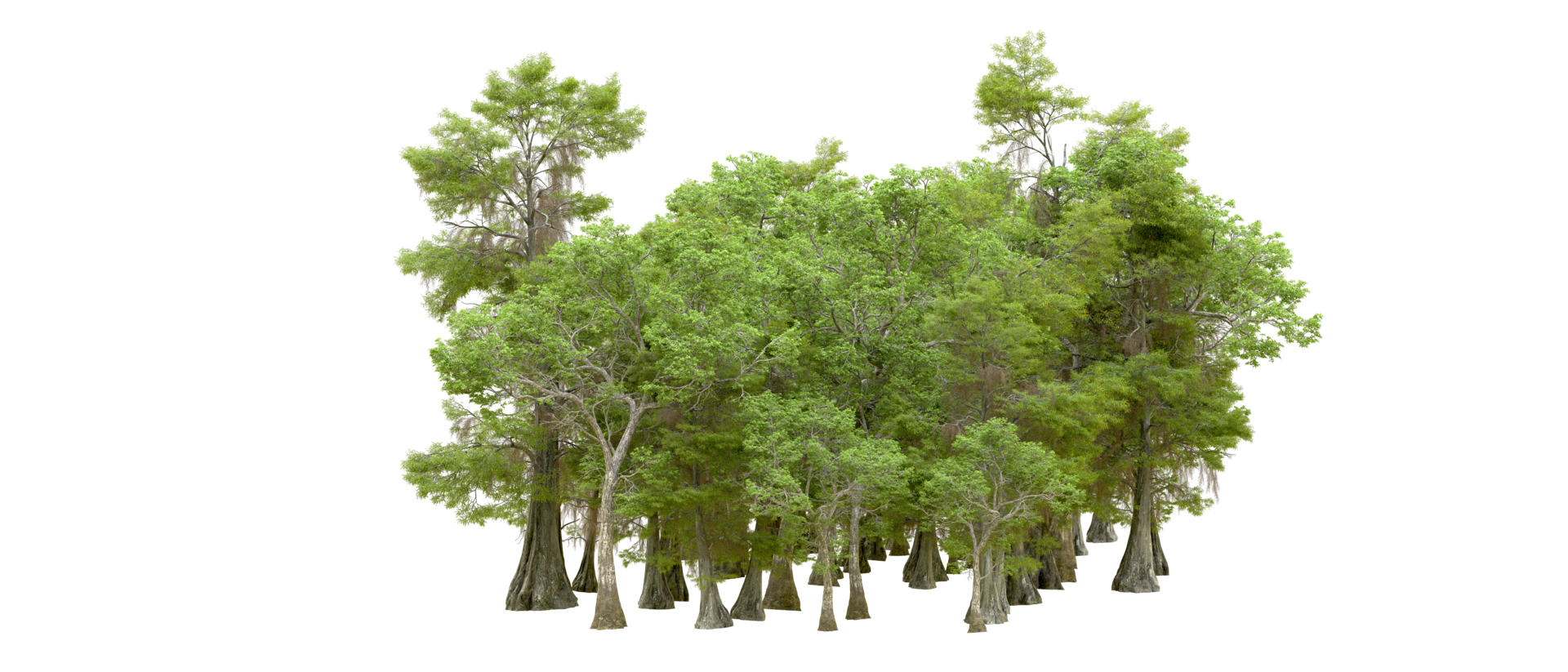 Green forest isolated on background. 3d rendering - illustration png