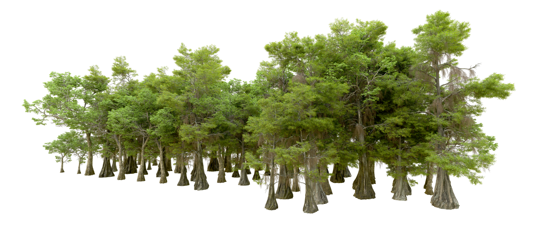 Green forest isolated on background. 3d rendering - illustration png