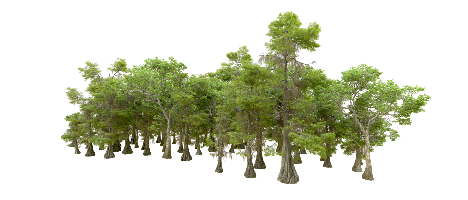 Green forest isolated on background. 3d rendering - illustration png