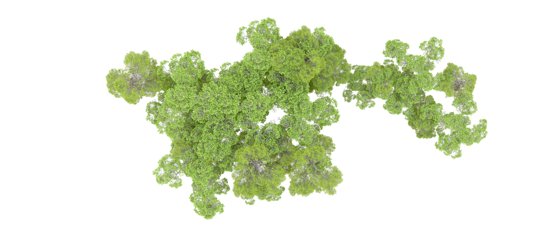 Green forest isolated on background. 3d rendering - illustration png