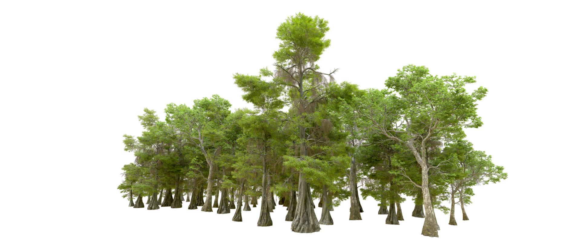 Green forest isolated on background. 3d rendering - illustration png