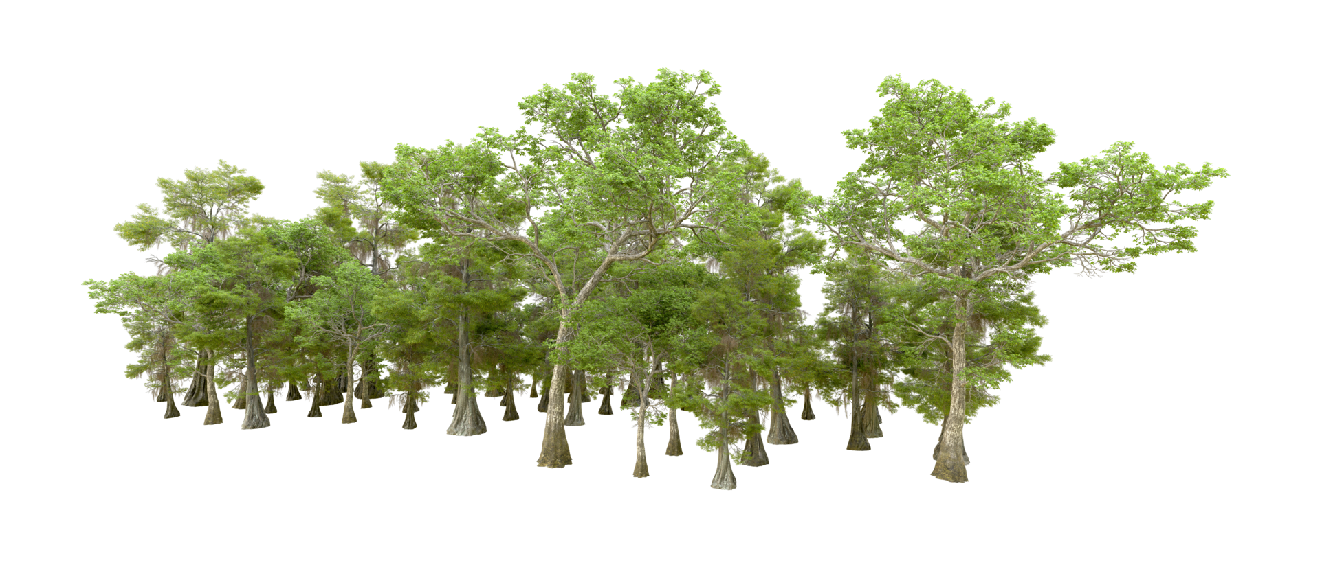 Green forest isolated on background. 3d rendering - illustration png