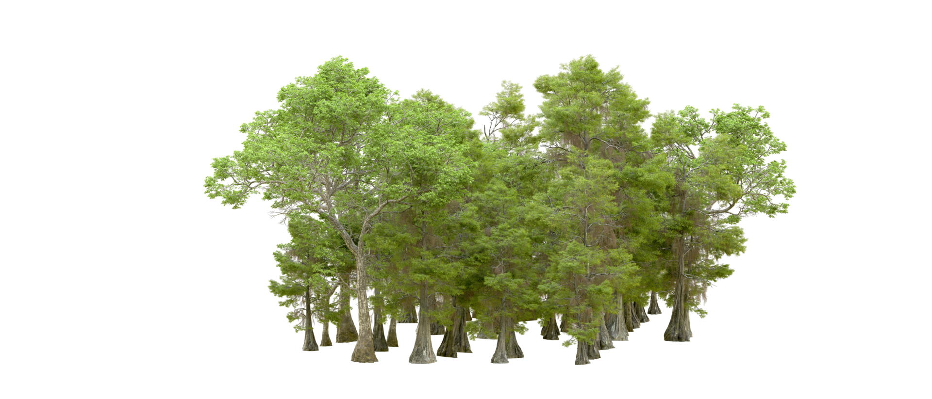 Green forest isolated on background. 3d rendering - illustration png