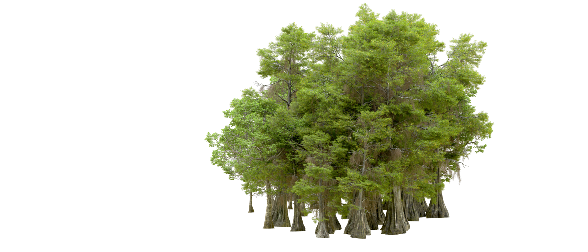 Green forest isolated on background. 3d rendering - illustration png