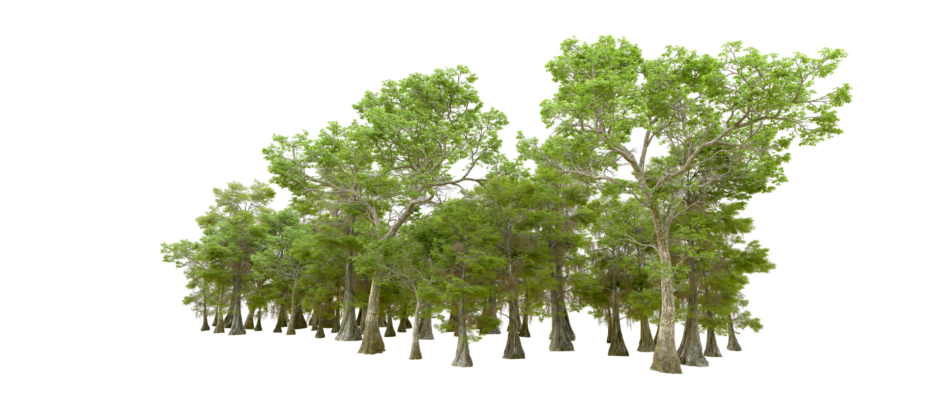 Green forest isolated on background. 3d rendering - illustration png