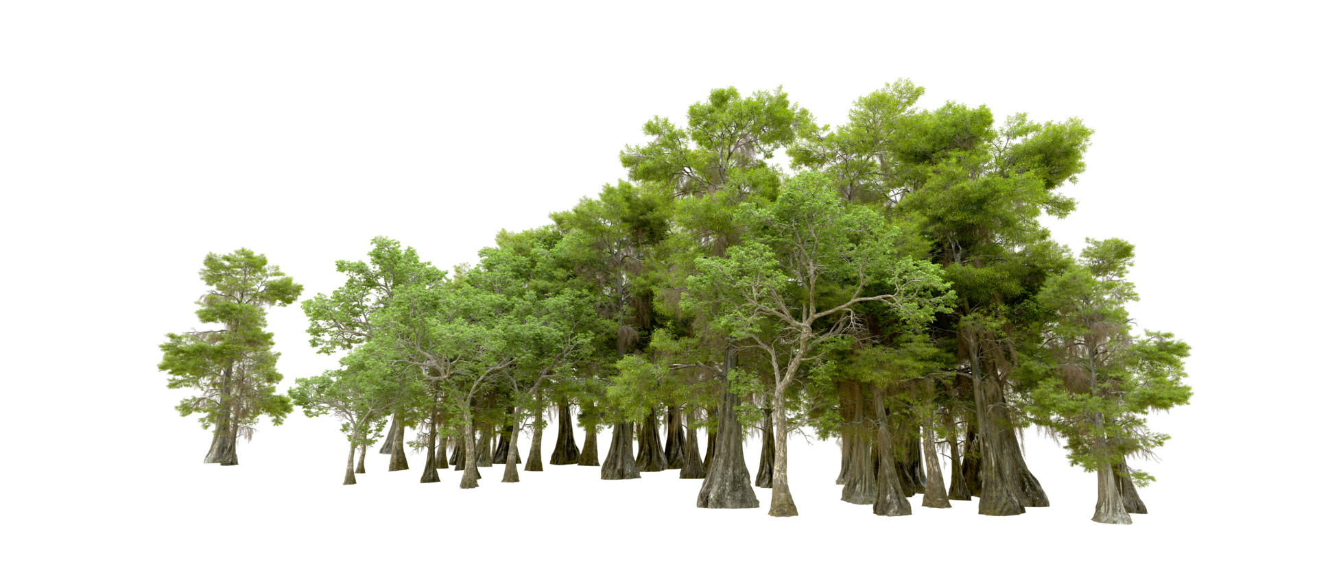 Green forest isolated on background. 3d rendering - illustration png