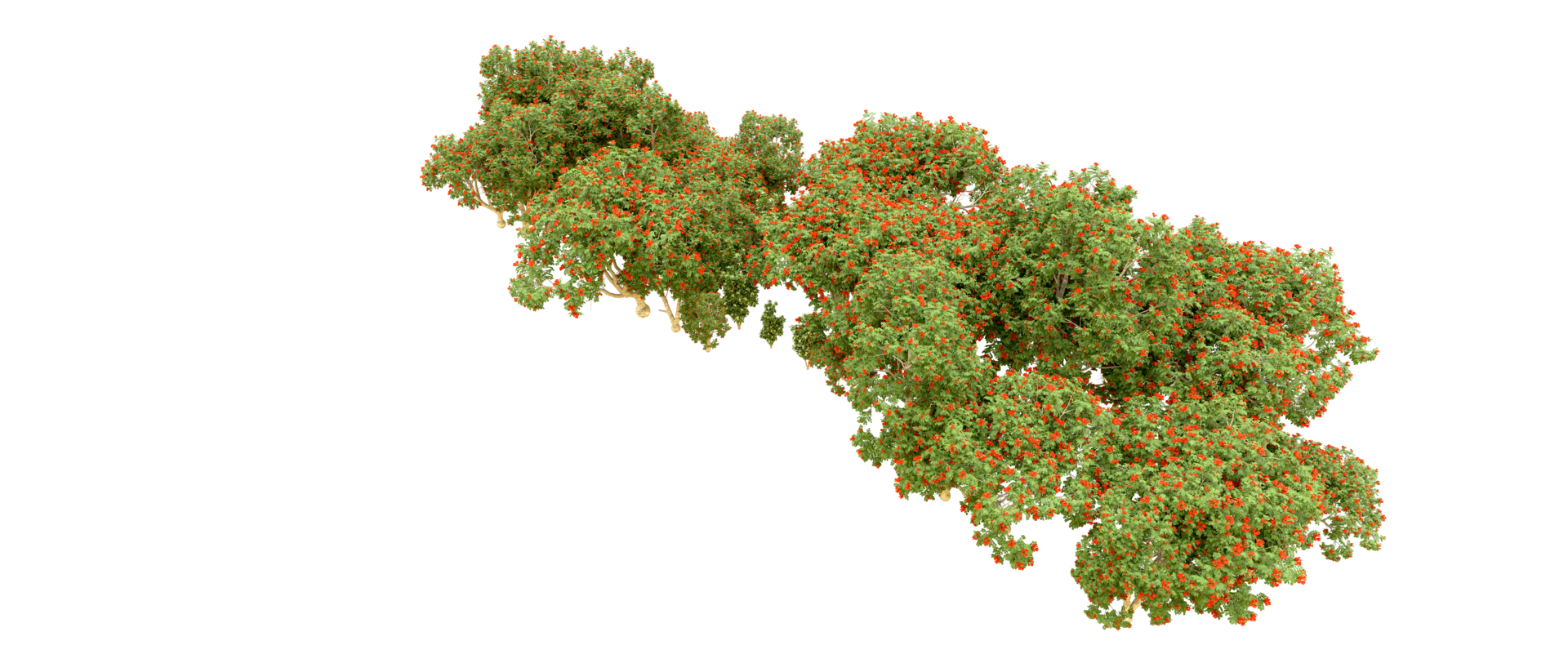 vert forêt isolé sur Contexte. 3d le rendu - illustration png