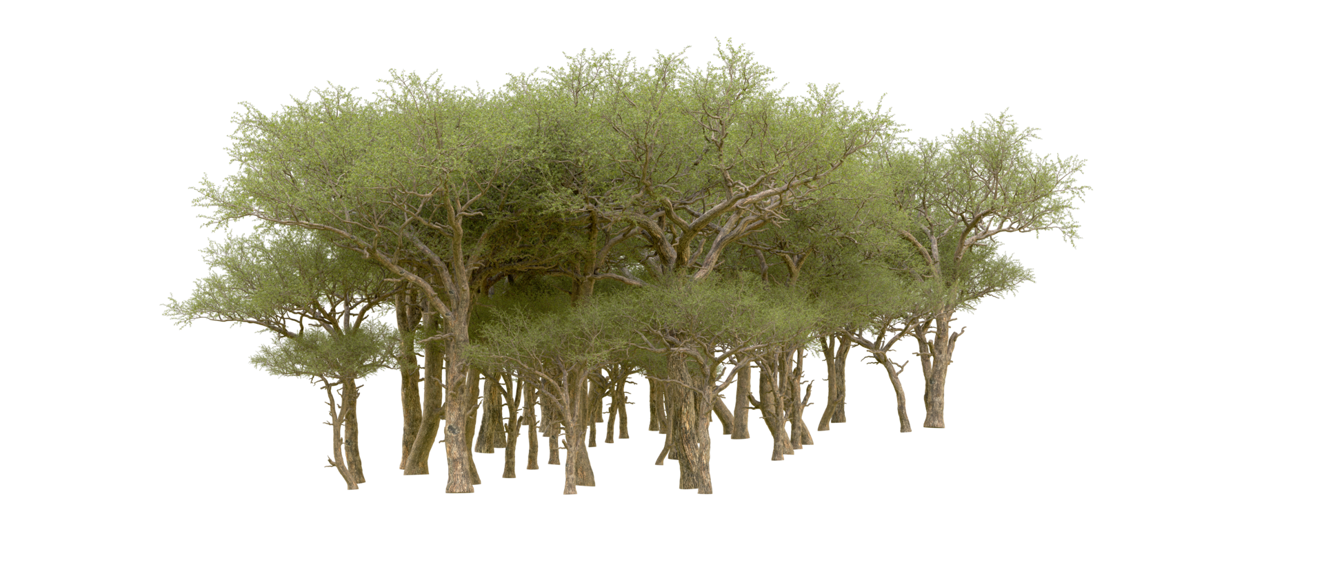 Green forest isolated on background. 3d rendering - illustration png