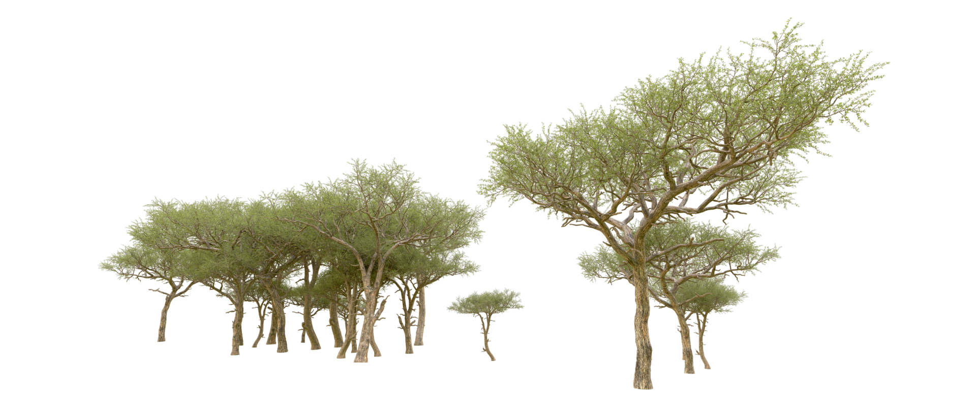 Green forest isolated on background. 3d rendering - illustration png