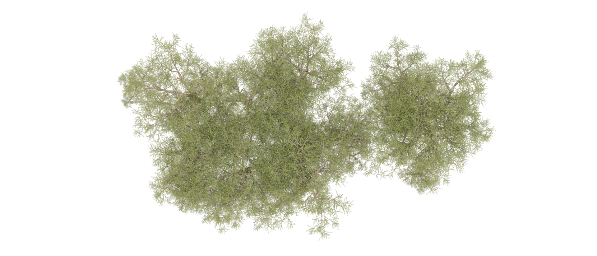 Green forest isolated on background. 3d rendering - illustration png