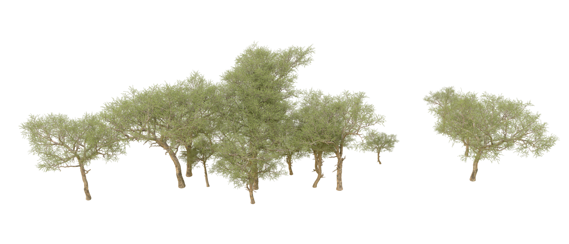 Green forest isolated on background. 3d rendering - illustration png