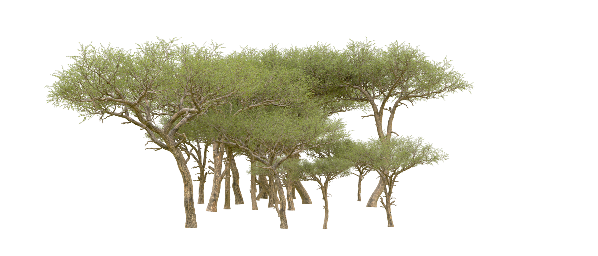 Green forest isolated on background. 3d rendering - illustration png