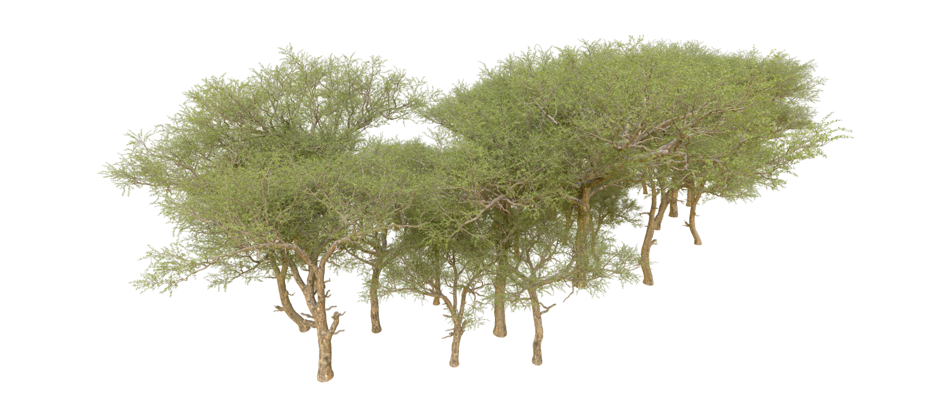Green forest isolated on background. 3d rendering - illustration png