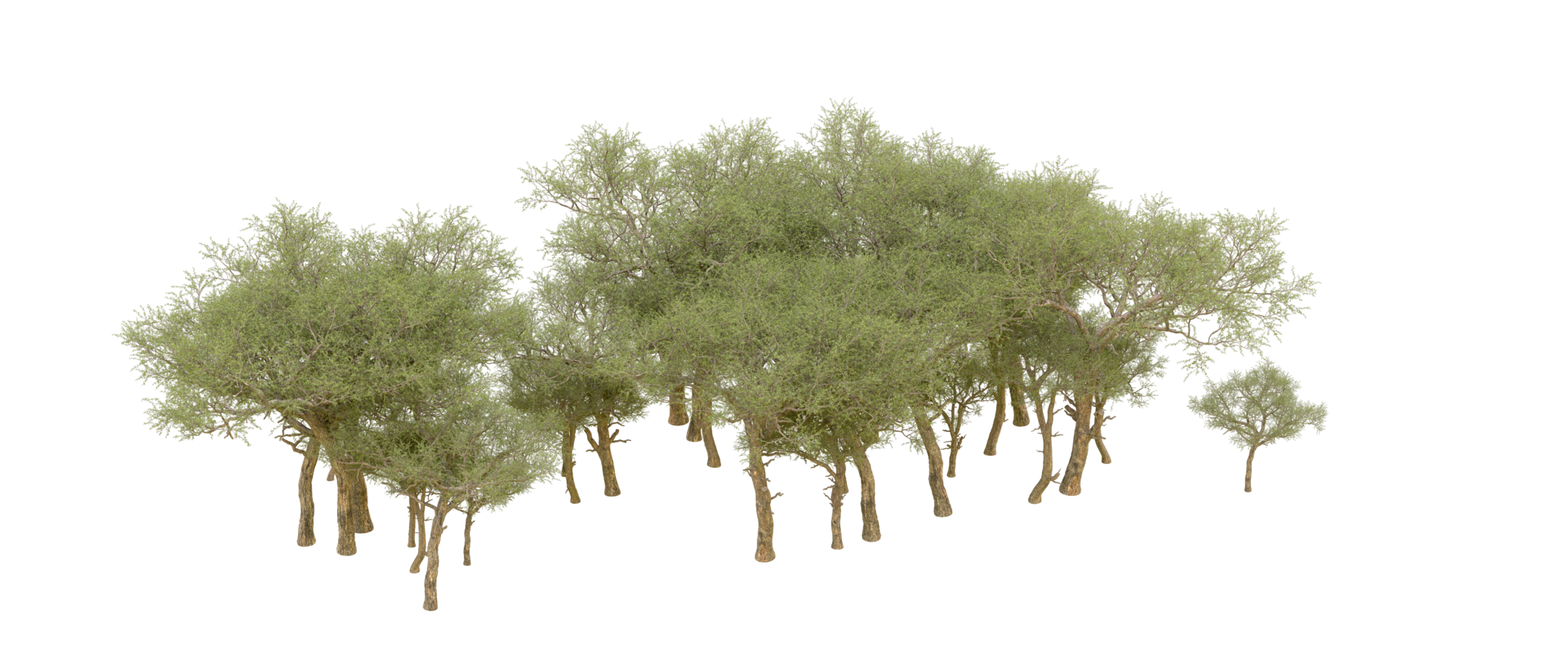 Green forest isolated on background. 3d rendering - illustration png