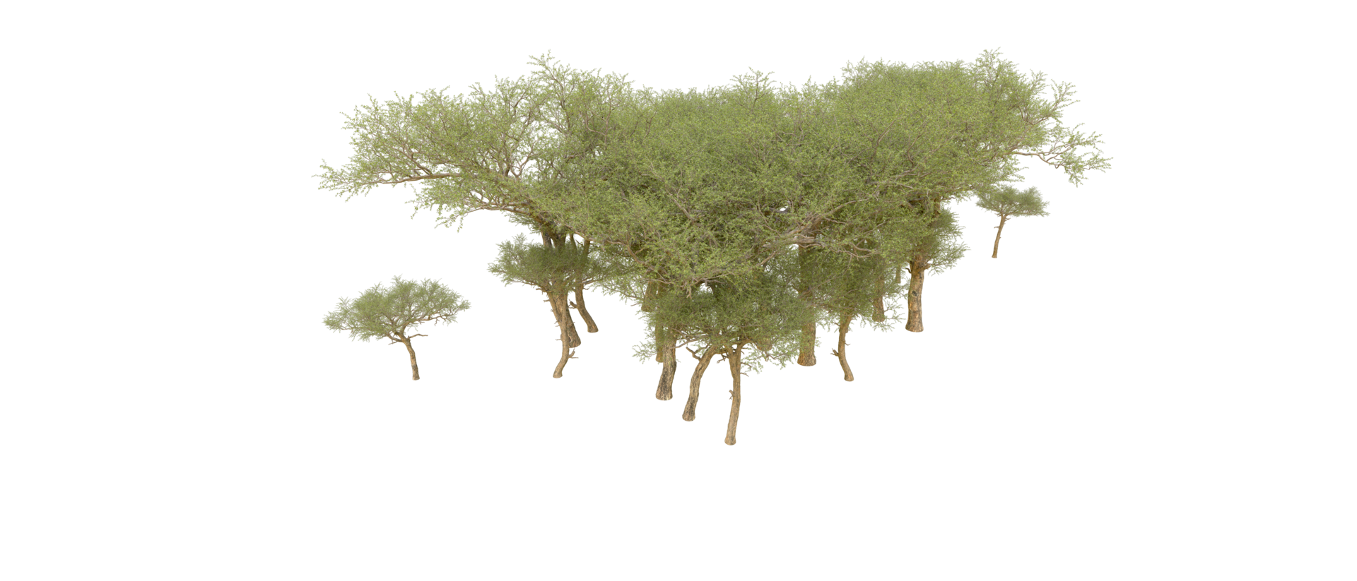 Green forest isolated on background. 3d rendering - illustration png