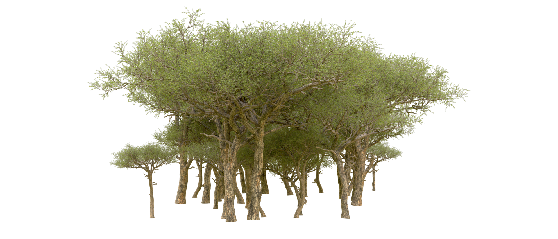 Green forest isolated on background. 3d rendering - illustration png