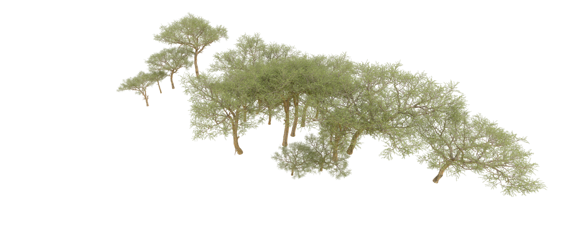 Green forest isolated on background. 3d rendering - illustration png