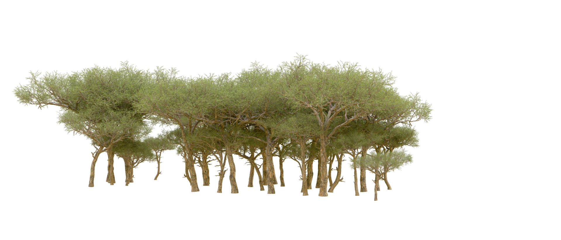 Green forest isolated on background. 3d rendering - illustration png