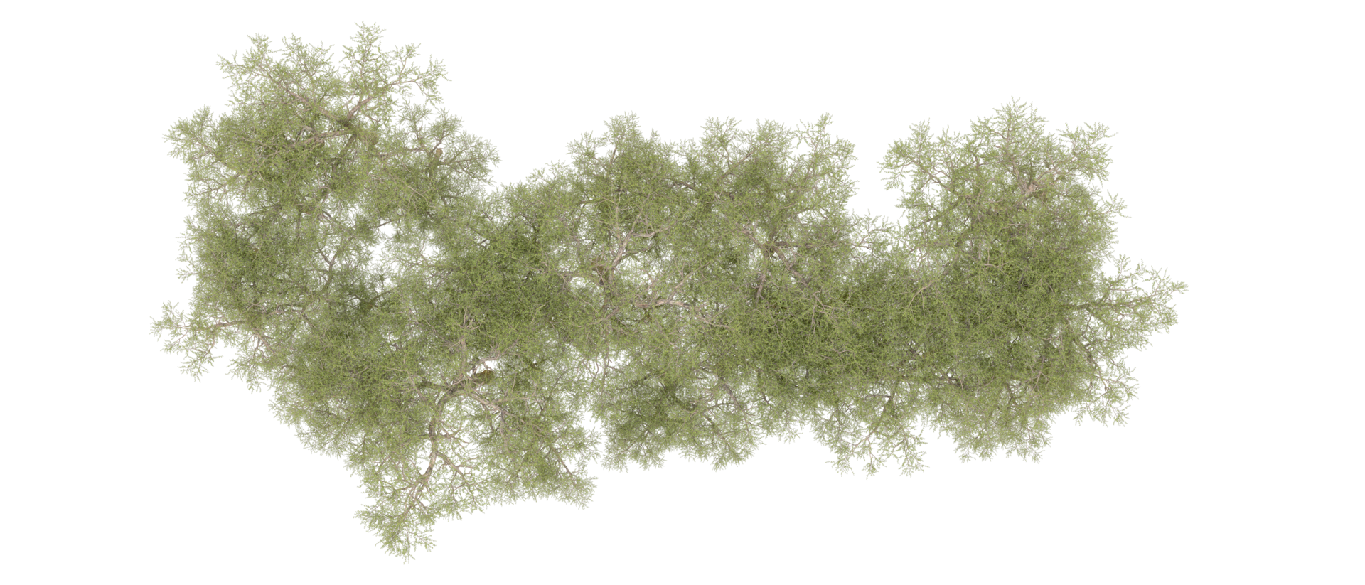 Green forest isolated on background. 3d rendering - illustration png