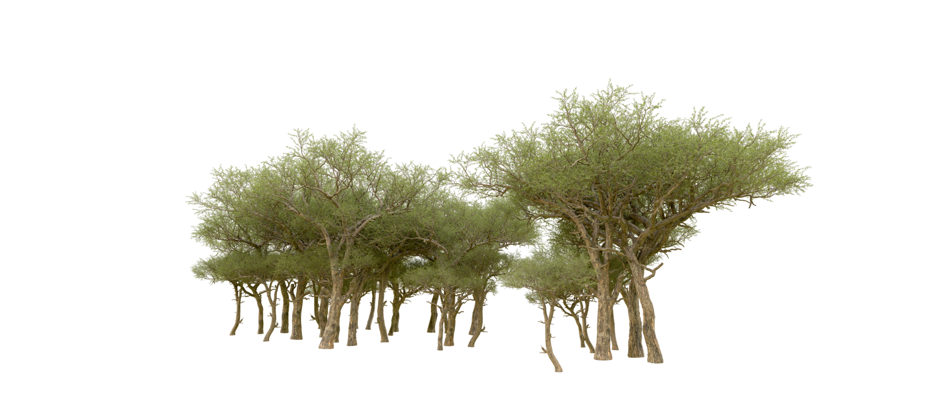 Green forest isolated on background. 3d rendering - illustration png