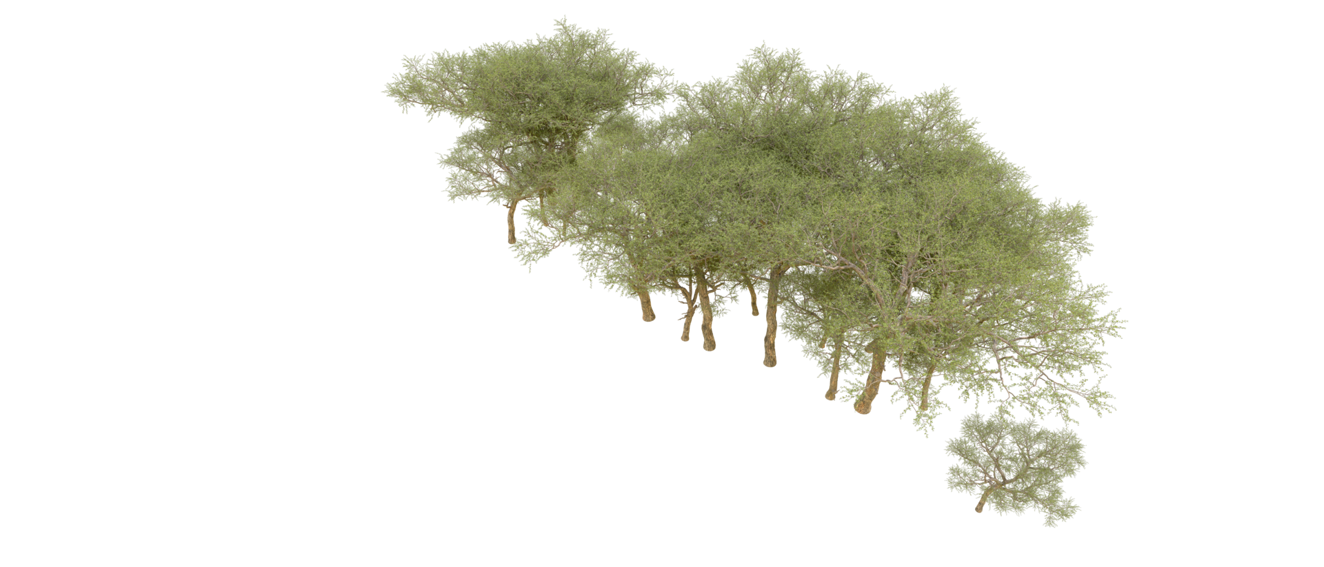 Green forest isolated on background. 3d rendering - illustration png