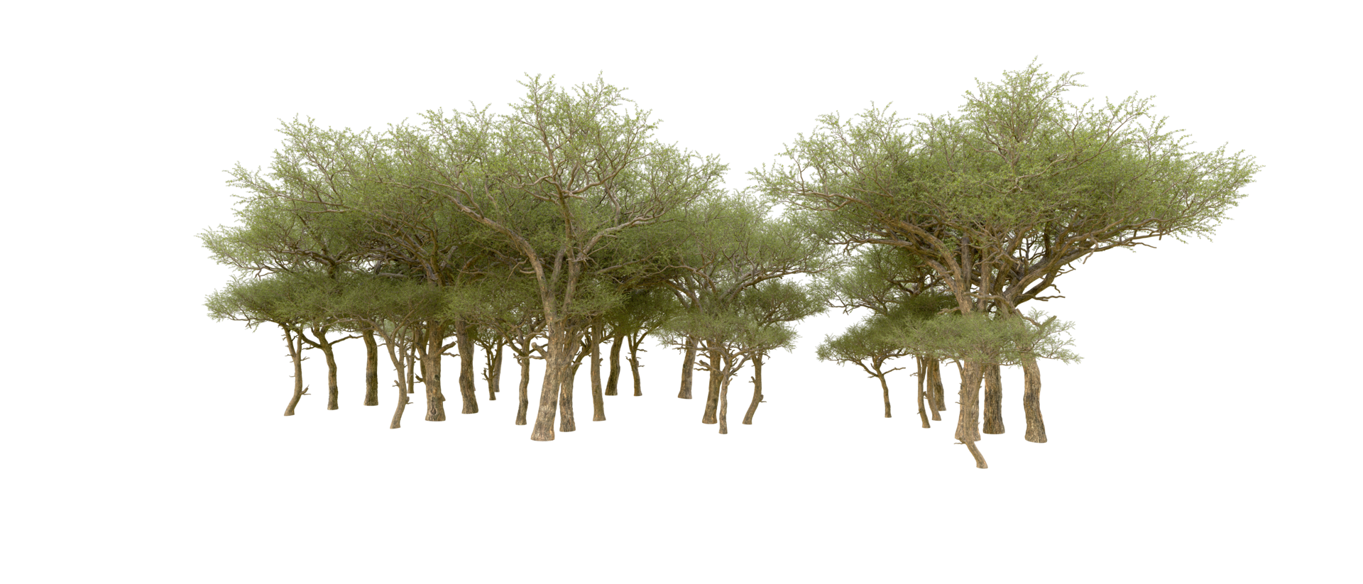 Green forest isolated on background. 3d rendering - illustration png
