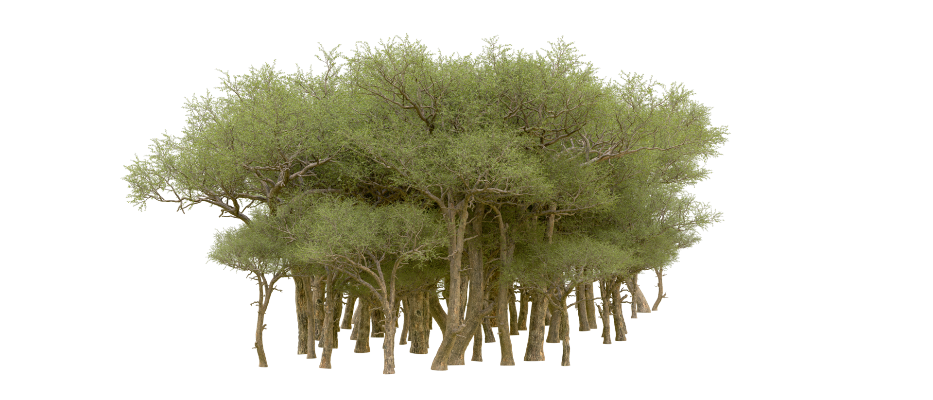 Green forest isolated on background. 3d rendering - illustration png