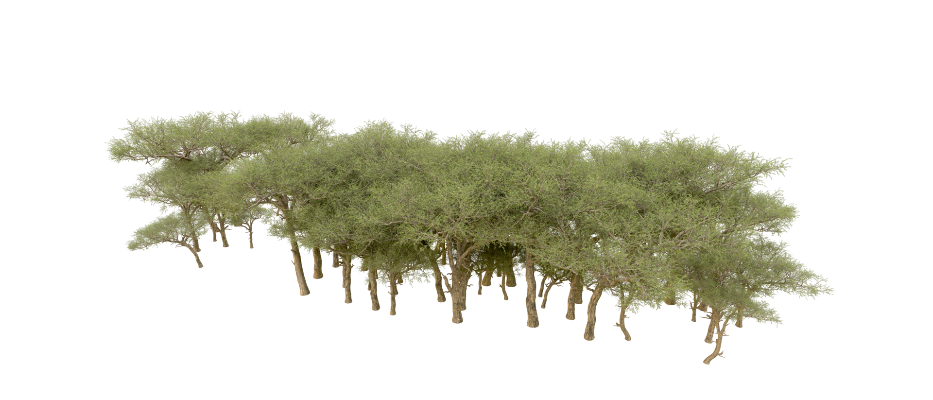 Green forest isolated on background. 3d rendering - illustration png