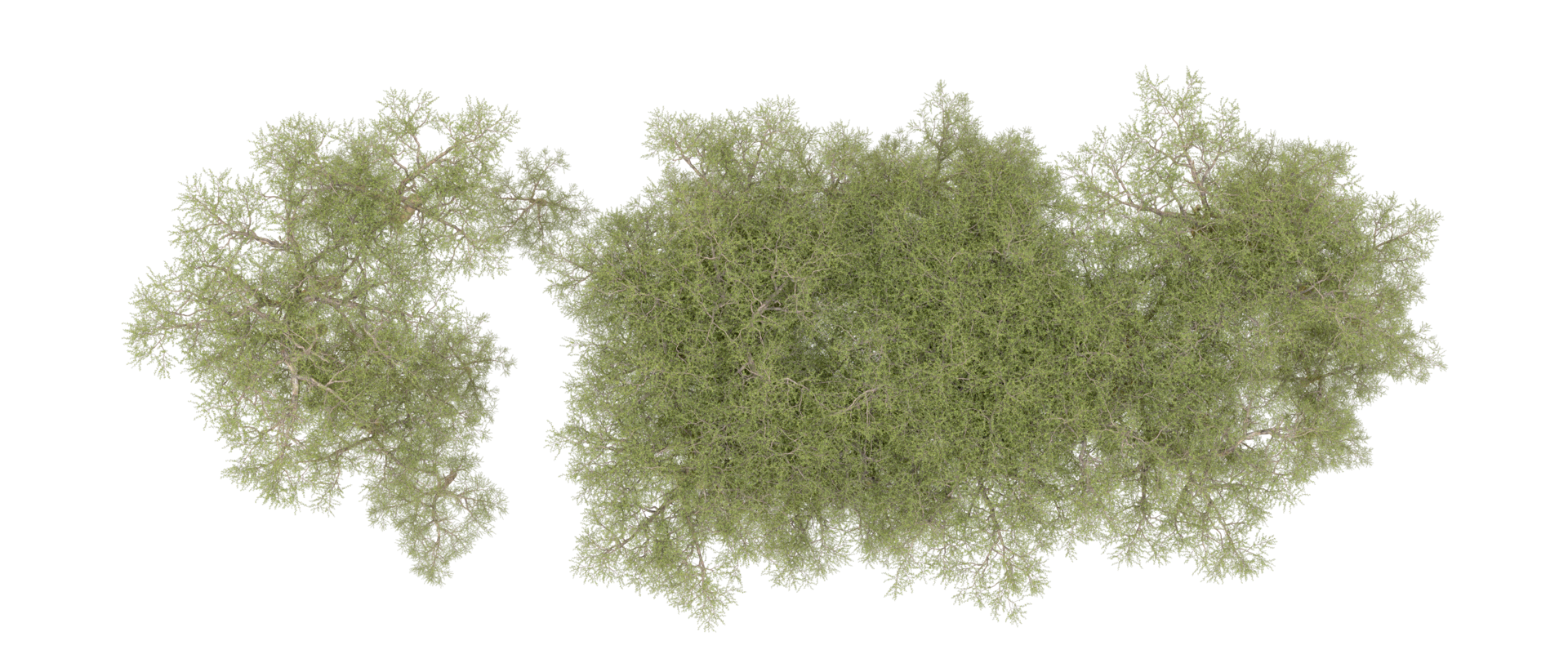 Green forest isolated on background. 3d rendering - illustration png