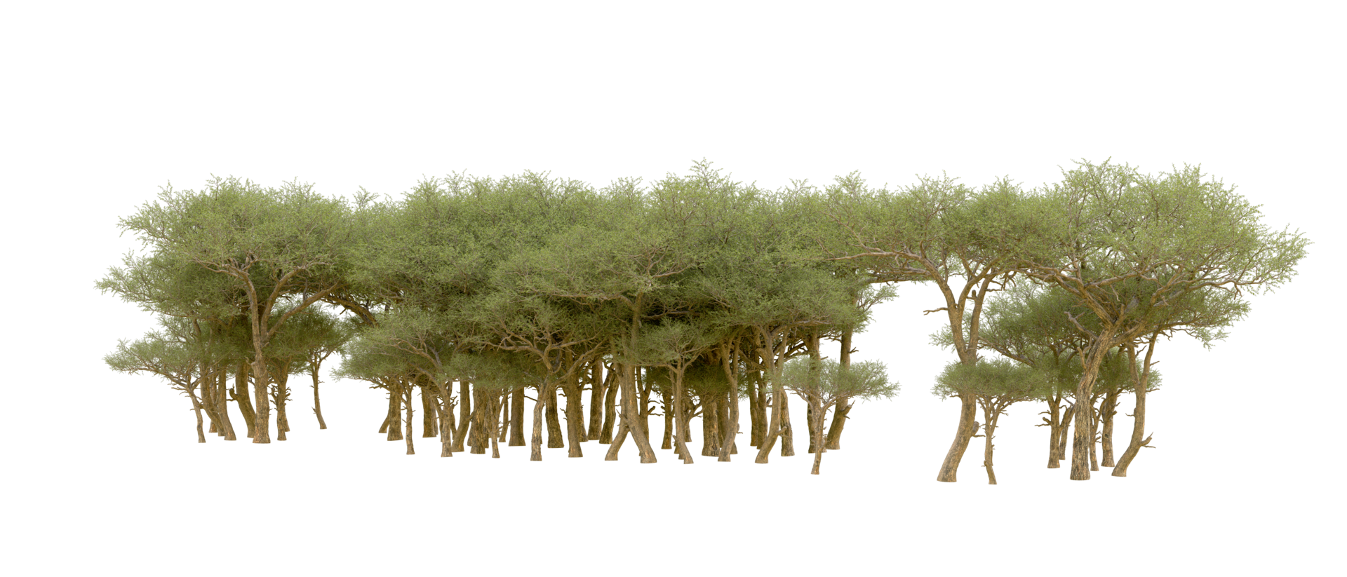 Green forest isolated on background. 3d rendering - illustration png