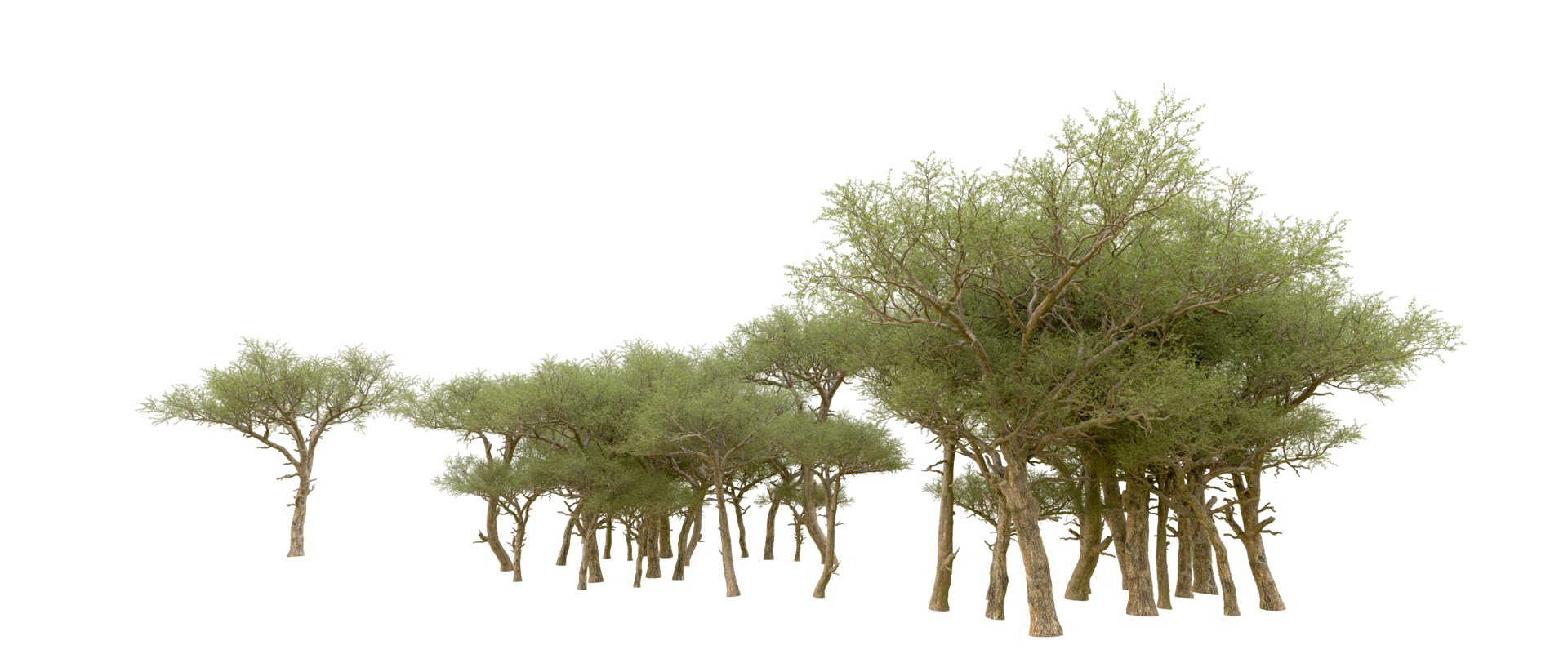 Green forest isolated on background. 3d rendering - illustration png