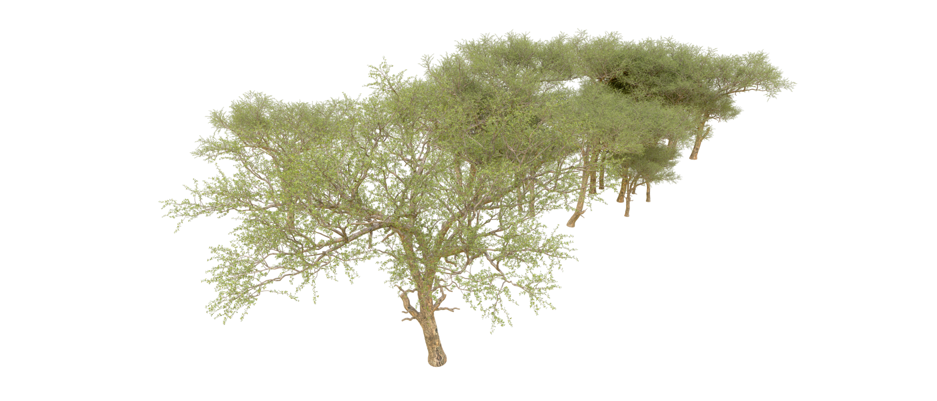 Green forest isolated on background. 3d rendering - illustration png
