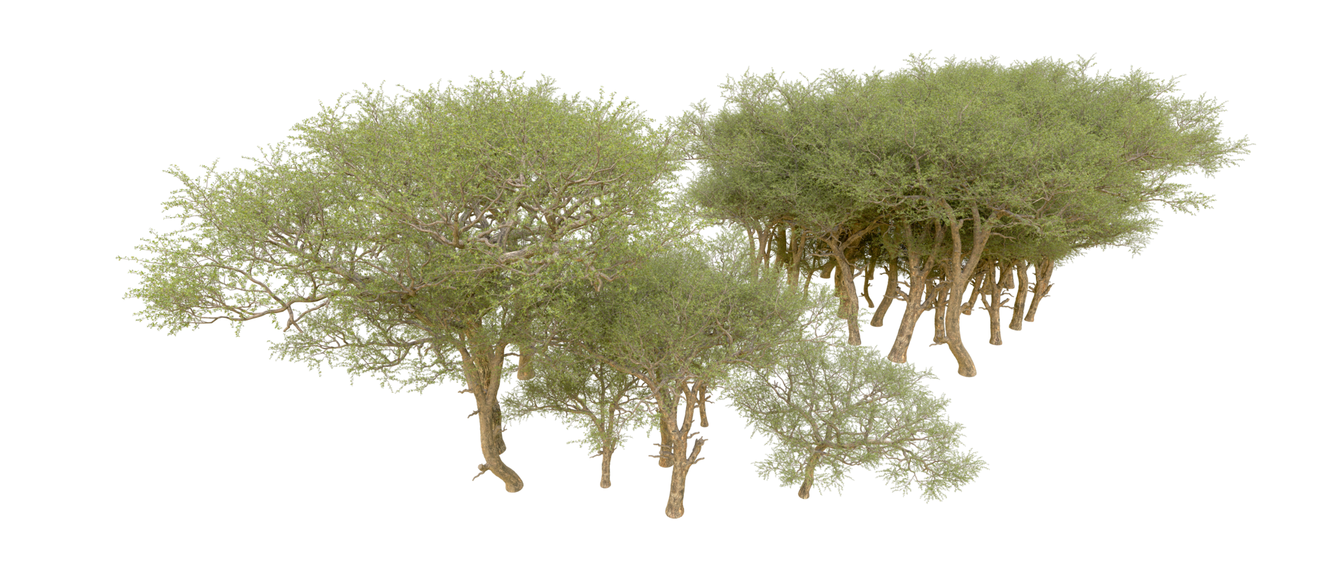 Green forest isolated on background. 3d rendering - illustration png