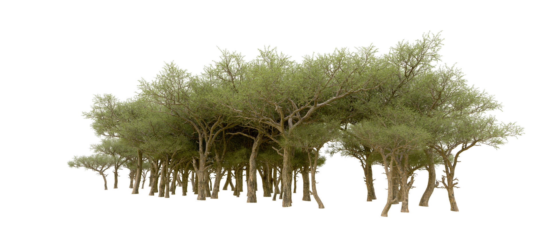 Green forest isolated on background. 3d rendering - illustration png