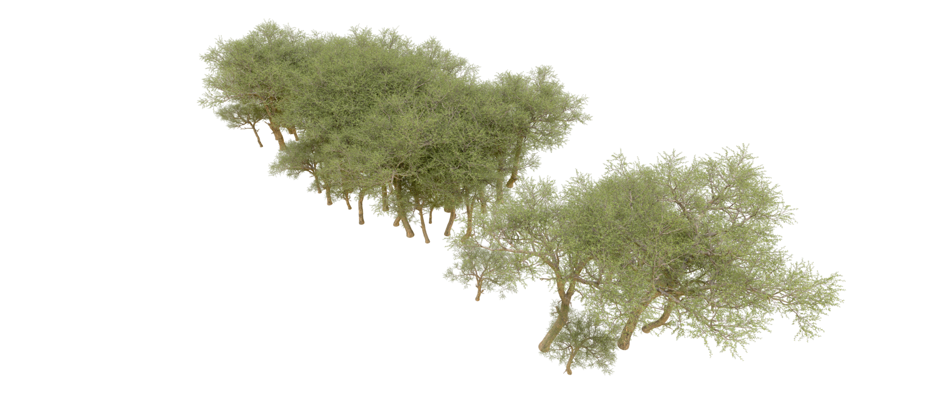 Green forest isolated on background. 3d rendering - illustration png