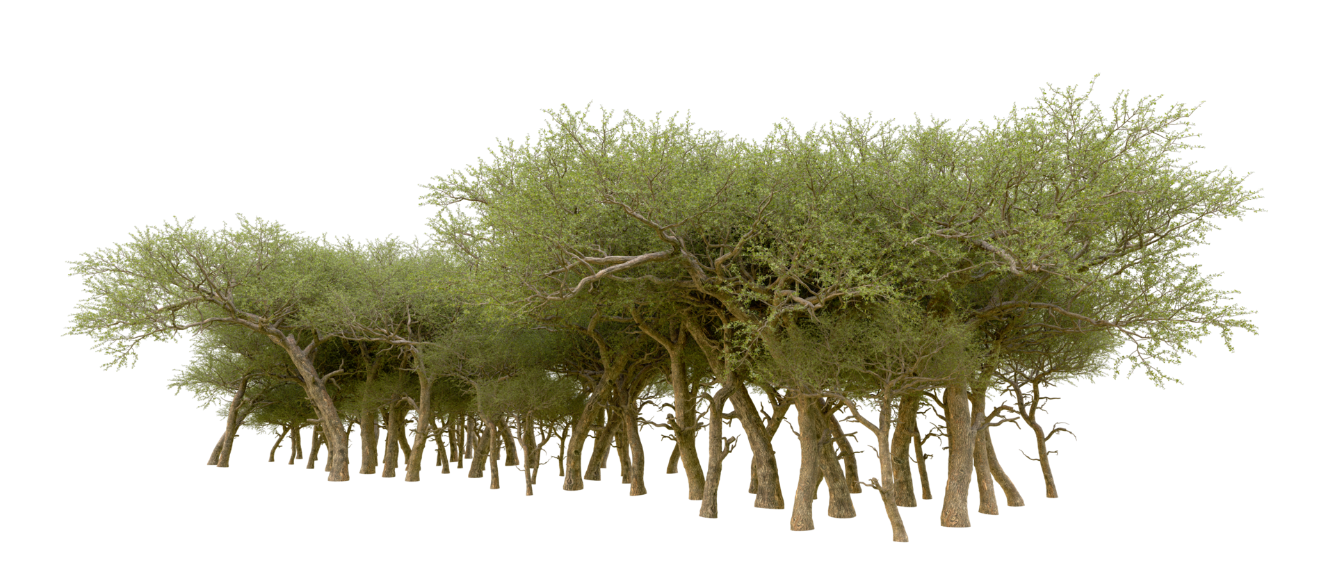 Green forest isolated on background. 3d rendering - illustration png