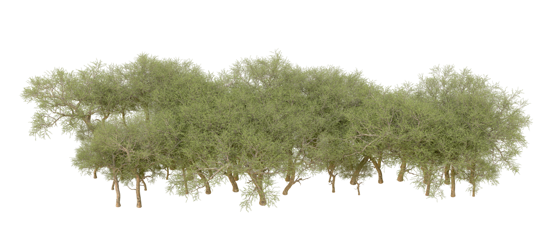 Green forest isolated on background. 3d rendering - illustration png