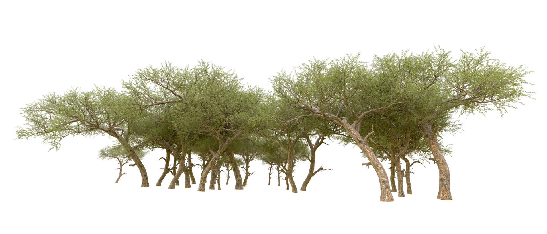 Green forest isolated on background. 3d rendering - illustration png