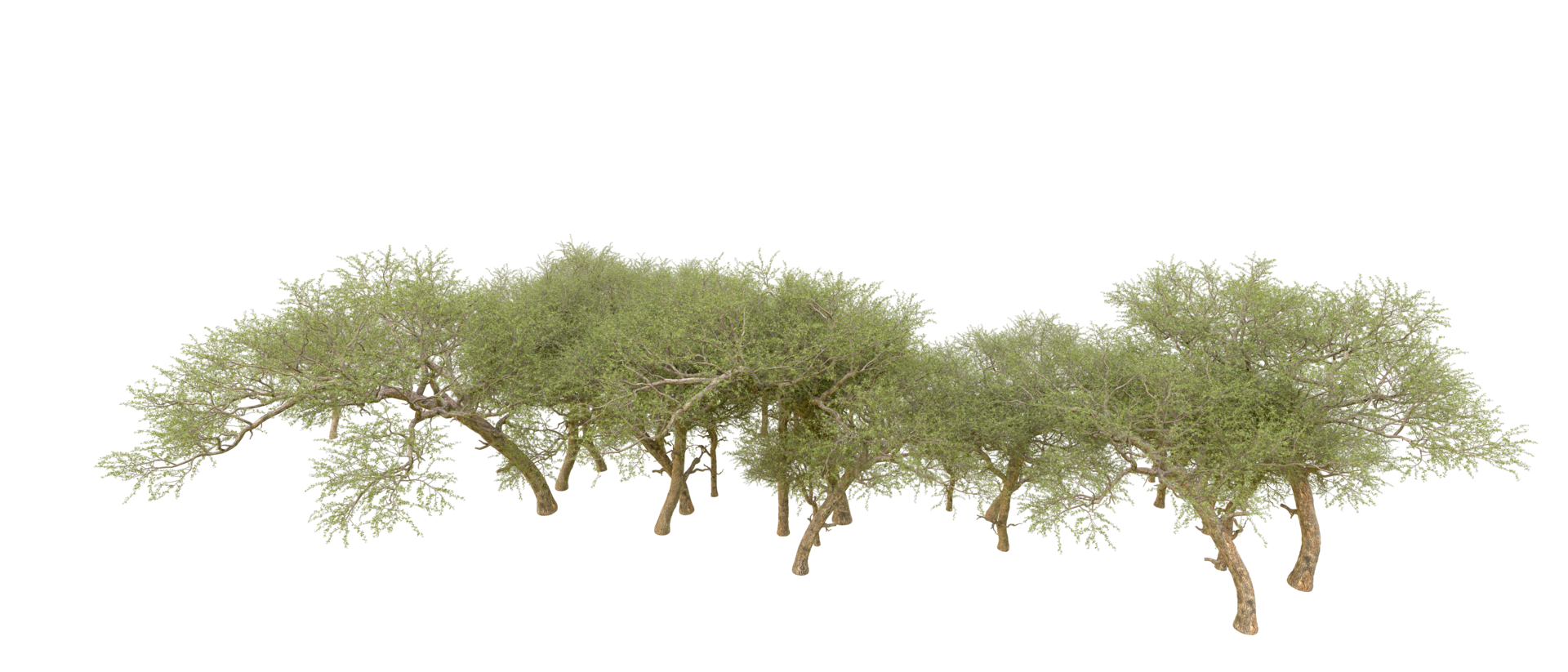 Green forest isolated on background. 3d rendering - illustration png